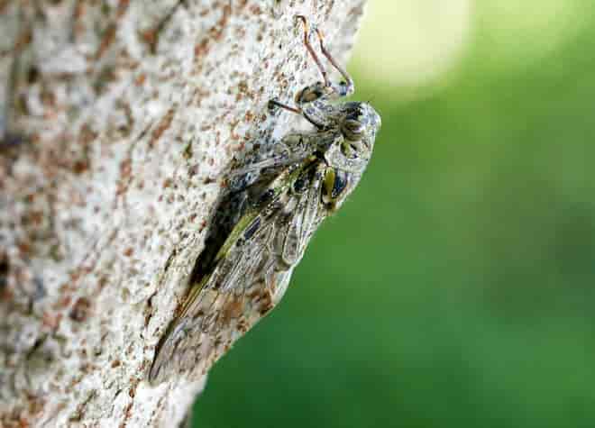 昆虫図鑑・ニイニイゼミ
